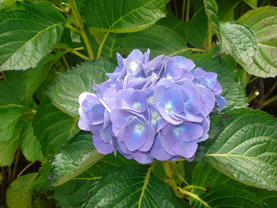 hydrangea, flower, blue, nature, plant, leaf, plant part, beauty in nature HD wallpaper