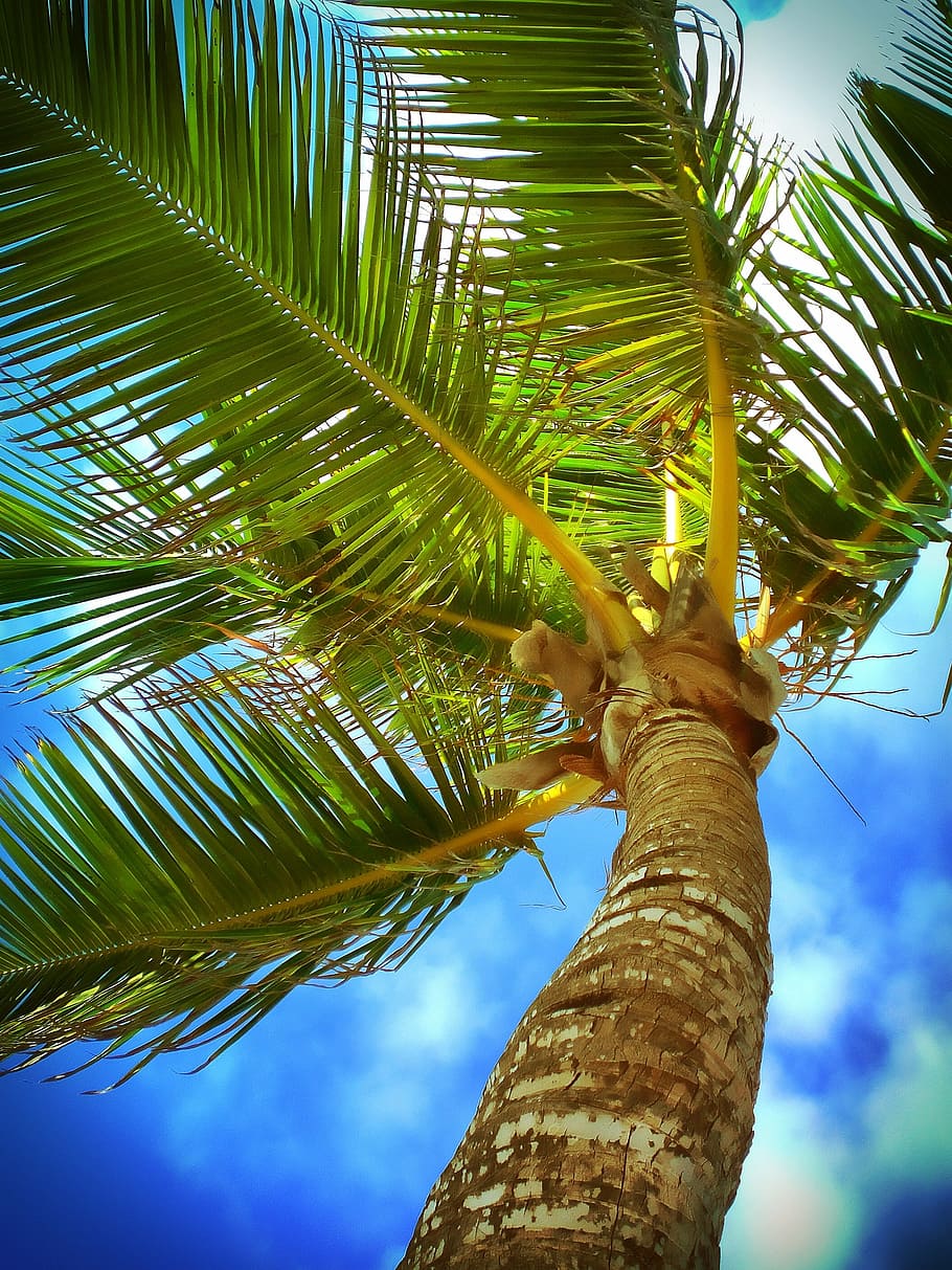beach, caribbean, clouds, coast, coconut, color, exotic, island HD wallpaper