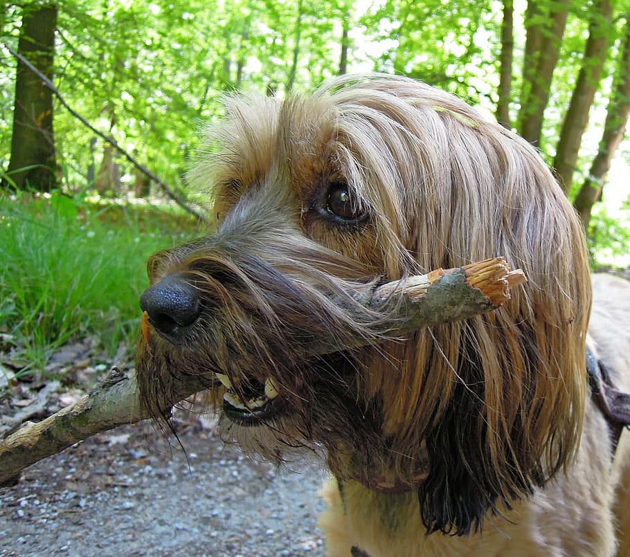 nature, forest, dog, head, profile, snout, floor, dog with stock HD wallpaper