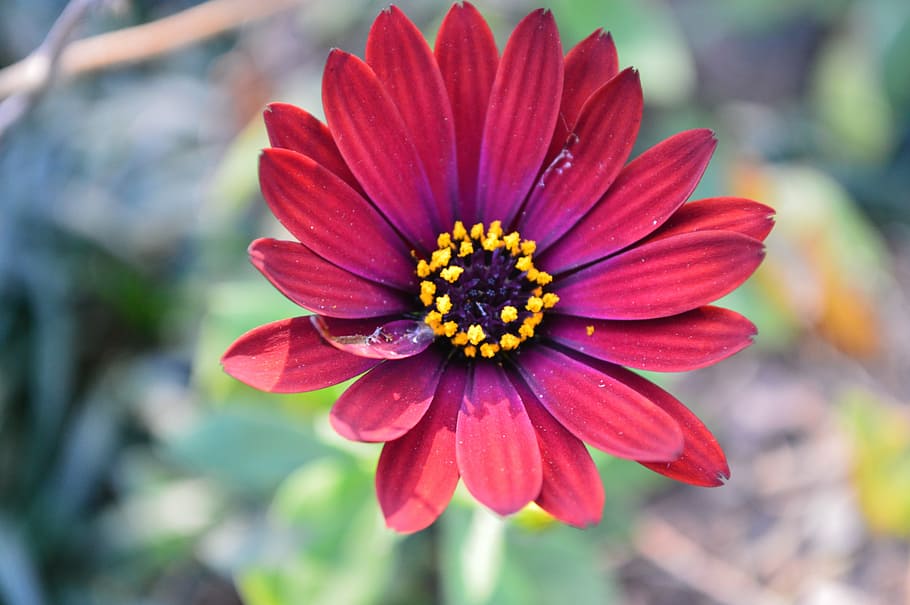 daisy, flower, red, flowering plant, freshness, beauty in nature HD wallpaper