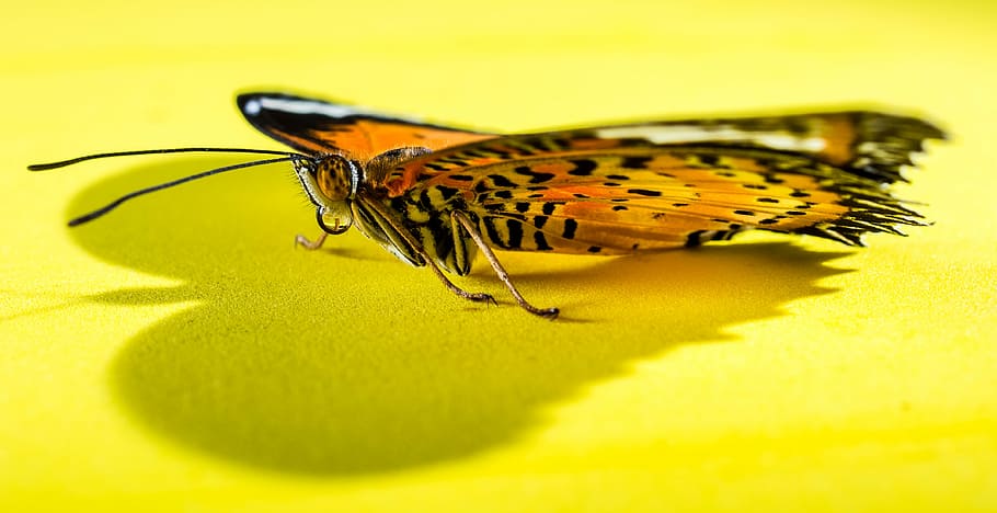 Butterfly, Insect, one animal, animal themes, animals in the wild HD wallpaper
