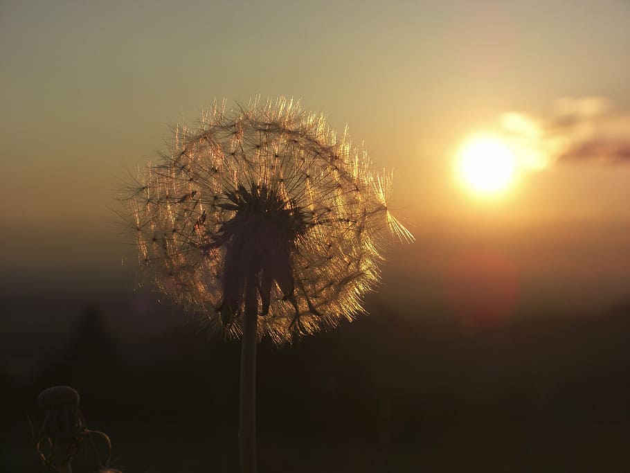 white dandelaon, dandelion, sunset, back light, plant, flying seeds HD wallpaper