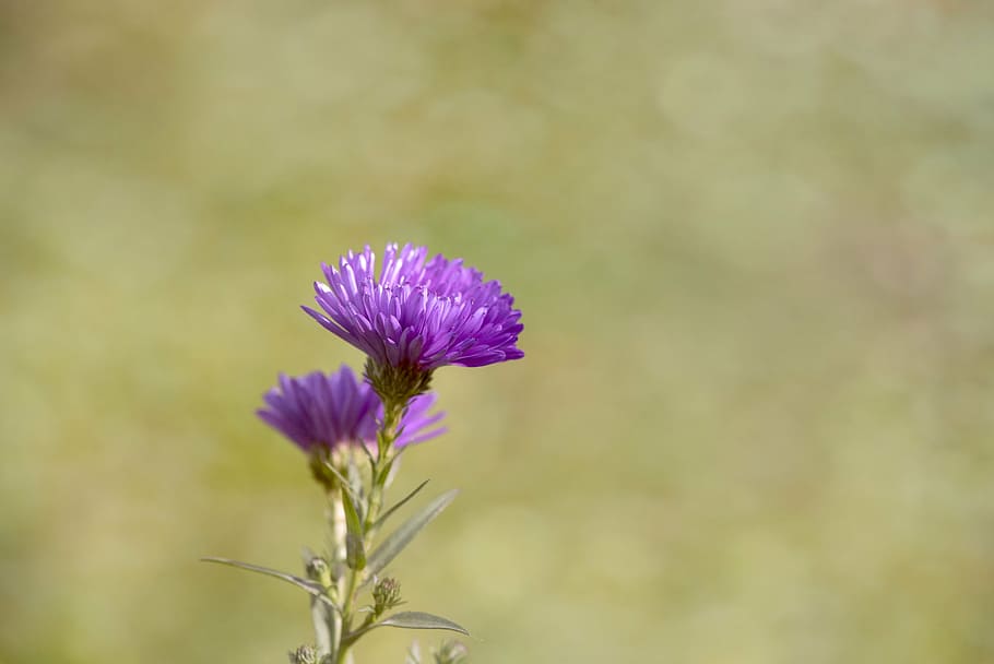 asters, herbstastern, fall asters, symphyotrichum, flowers HD wallpaper