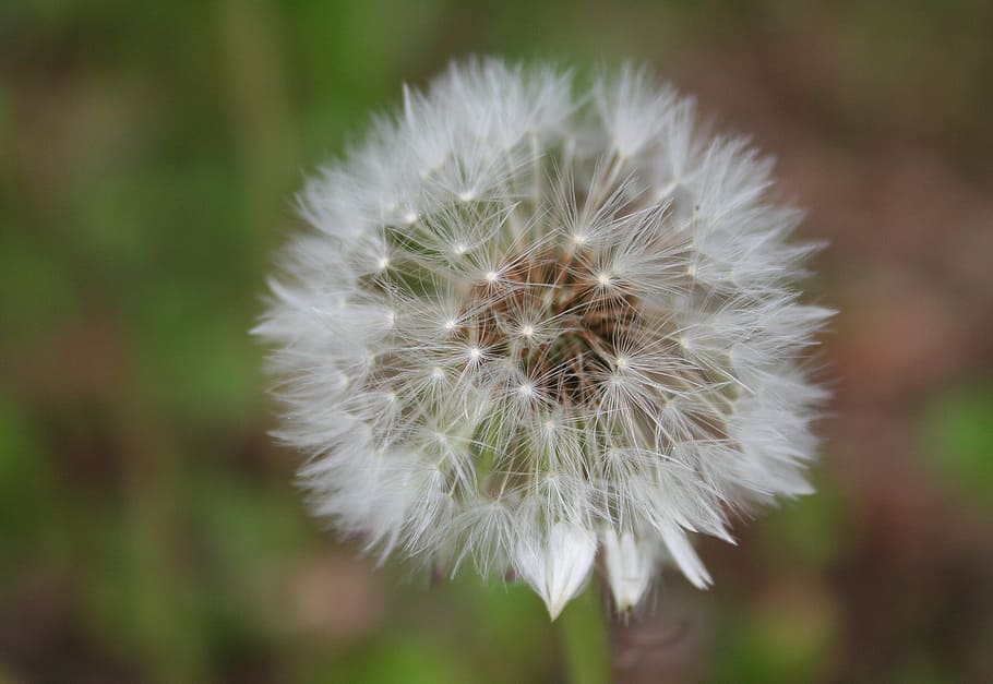 dandelion, close, infructescence, composites, roadside, pointed flower HD wallpaper