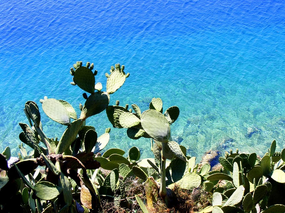 cactus, water, great, blue, growth, plant, sea, nature, succulent plant HD wallpaper