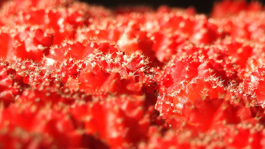 Cactus, Plant, red, close-up, no people, day, outdoors, freshness HD wallpaper
