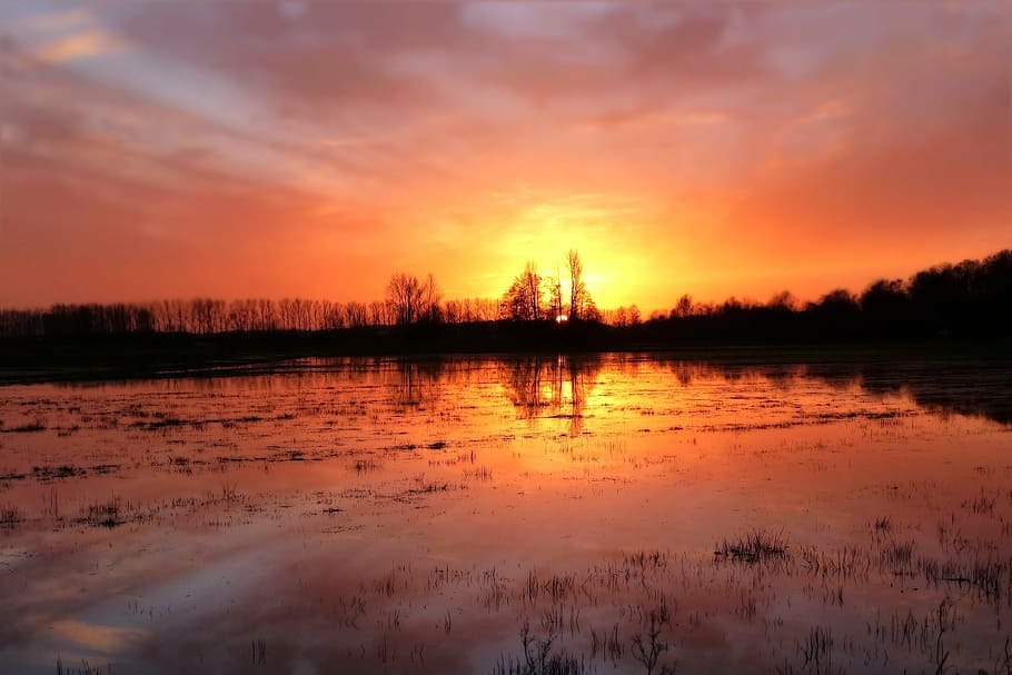silhouette of trees during golden hour, sunset, reported, flood HD wallpaper