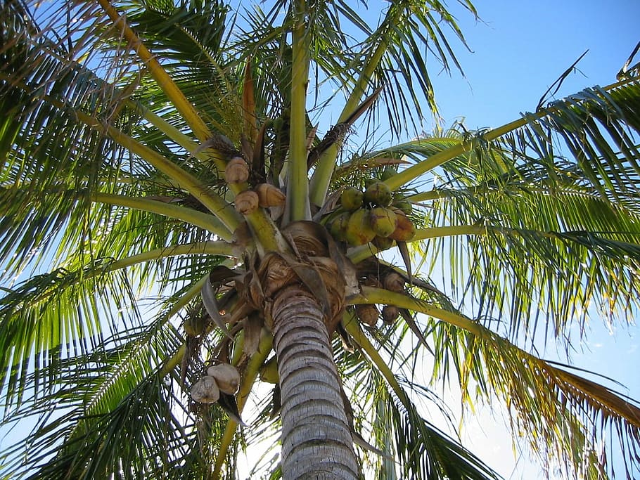 Palm, Coconut, Mediterranean, palm tree, low angle view, nature HD wallpaper