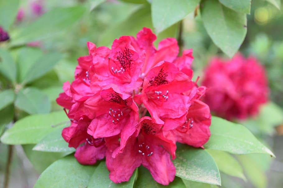 Red rhododendron 1080P, 2K, 4K, 5K HD wallpapers free download