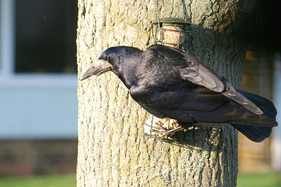 Crow, Rook, Corbie, Corby, corvus frugilegus, beak, black, bird HD wallpaper