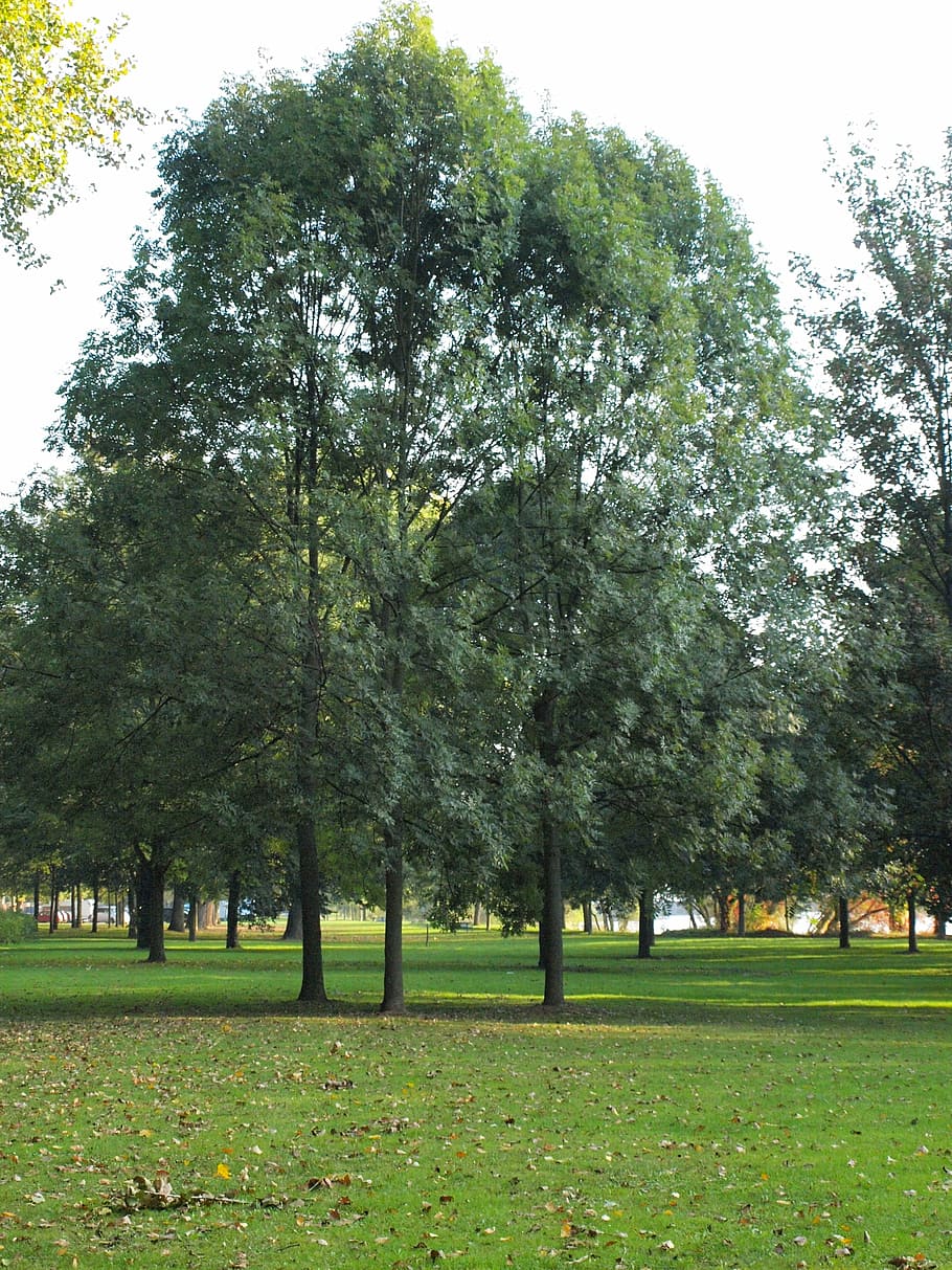 trees, park, main banks, main meadows, river, nature, outdoors HD wallpaper