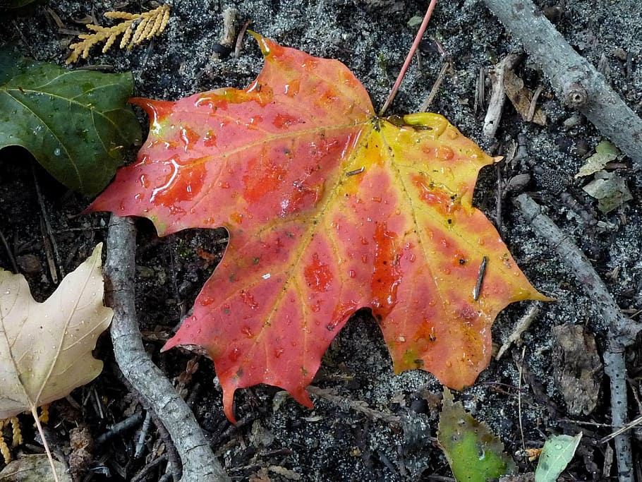 maple, fall, leaves, autumn, season, leaf, nature, foliage HD wallpaper