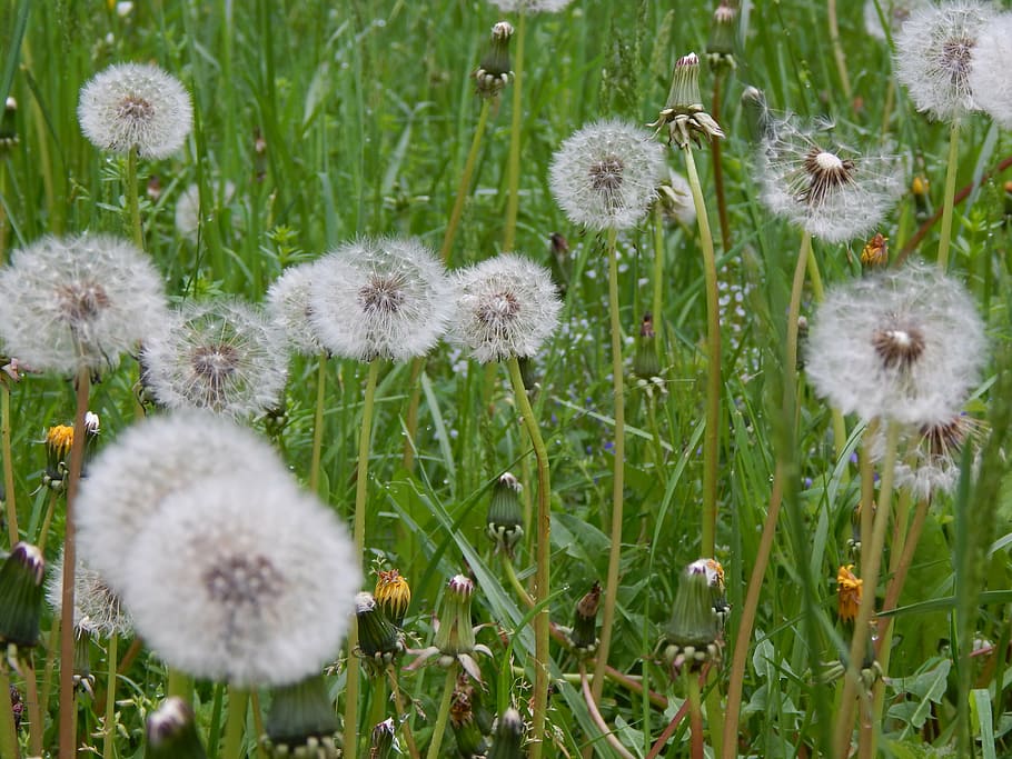 dandelion, nature, landscape, plant, flower, flowering plant HD wallpaper