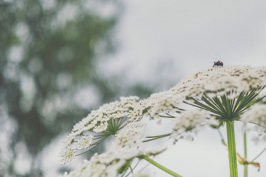 macro shot photo of white flowers, selective focus photography of black bee perched on white flower HD wallpaper