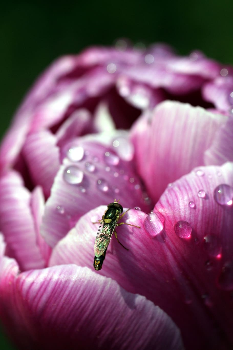 flower, insect, pink, nature, garden, human hand, pink color HD wallpaper