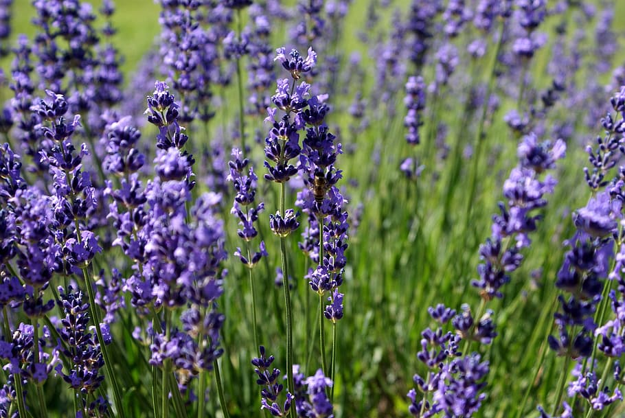 purple petal flowers, lavender, summer, bee, herb, aromatherapy HD wallpaper