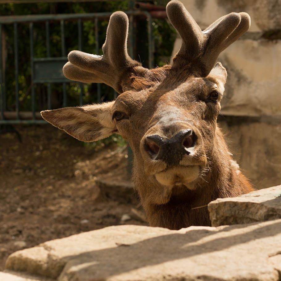 Animals, Momentum, Head, one animal, animals in the wild, animal themes HD wallpaper