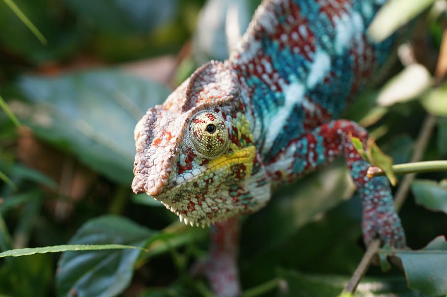 green and red chameleon, lizard, insect eater, animal themes HD wallpaper