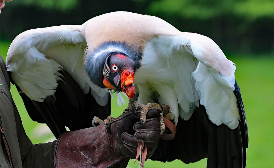 white and black vulture perch on human hand, king vulture, bird