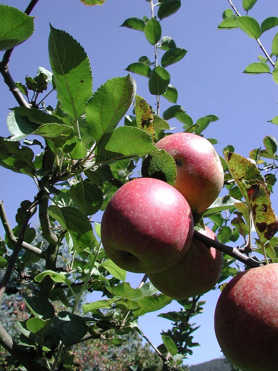 Fruit, Tree, Apple Tree, Food, garden, food and drink, healthy eating HD wallpaper