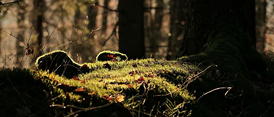 photo of green grass, forest, light, mood, light beam, sun HD wallpaper