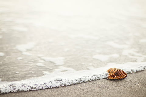 brown seashell on seashore, seaside, sea shell, beach, sand HD wallpaper