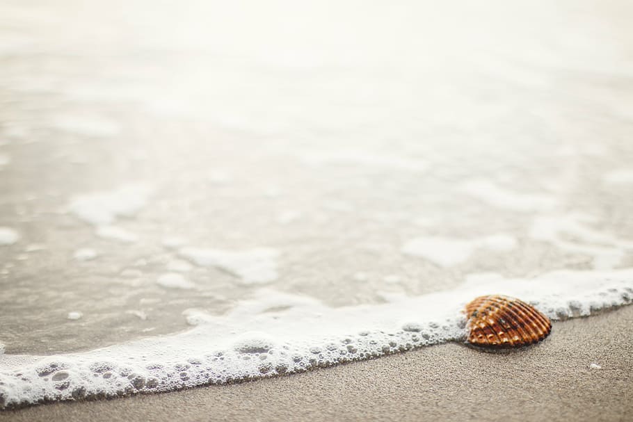 brown seashell on seashore, seaside, sea shell, beach, sand HD wallpaper