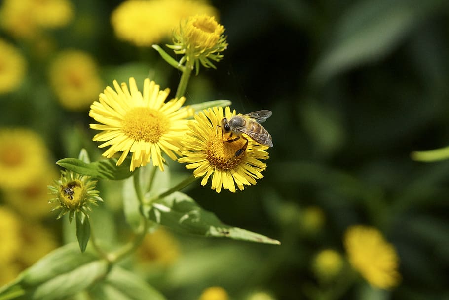 flowers, nature, bee, yellow, spring, flowers and bees, flowering plant HD wallpaper