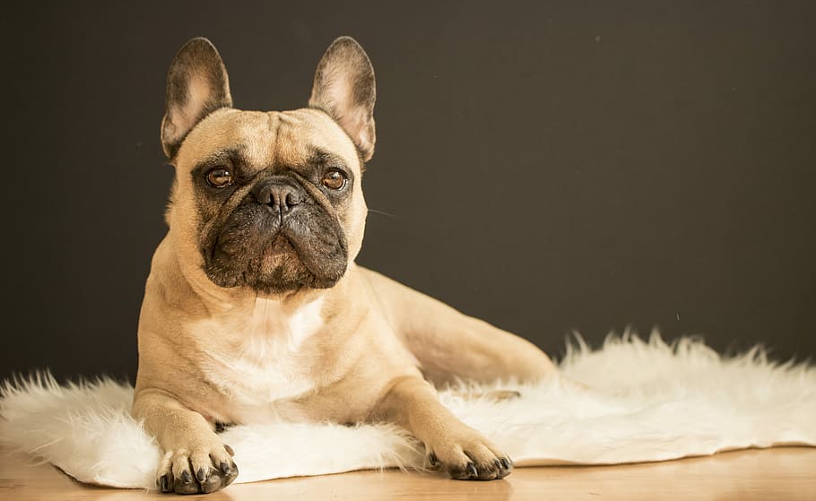 French Bulldog posing on a fur rug, close-up photo of fawn pug on mat
