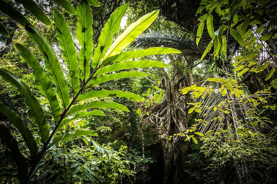 low angle photography of green trees, green leafed trees and plants HD wallpaper