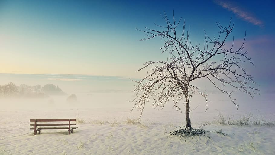 brown wooden bench neat black bare tree, winter, nature, landscape HD wallpaper