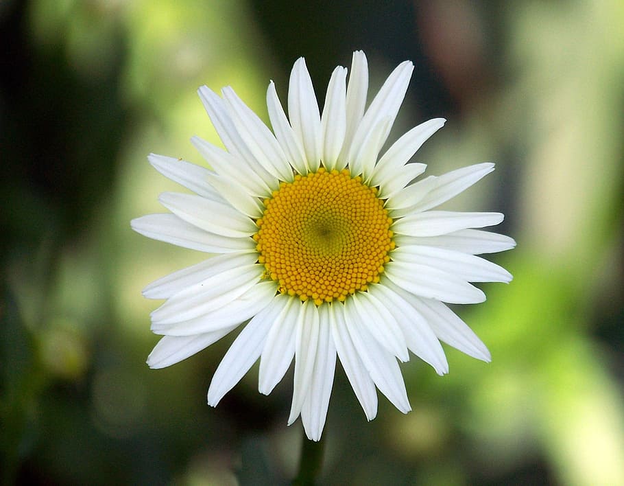 white daisy flower, spring, marguerite, plant, bloom, blossom HD wallpaper