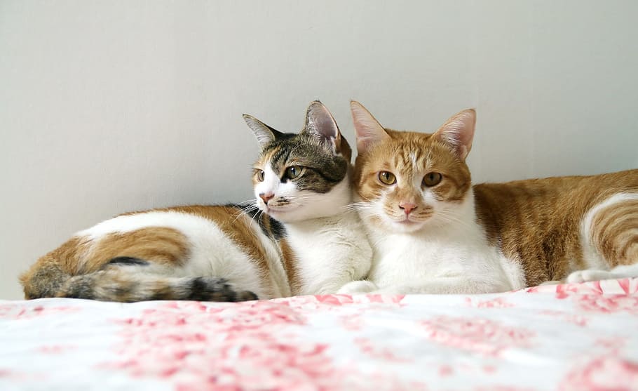 pet, animal, cat, pets, domestic, domestic animals, domestic cat HD wallpaper