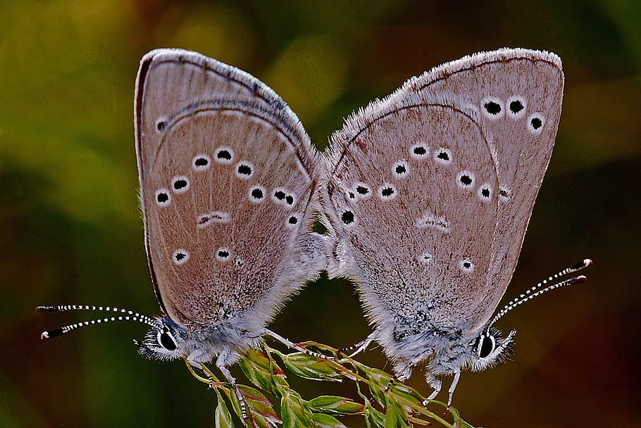 butterfly, insect, macro, mating, nature, biology, summer, wildlife HD wallpaper