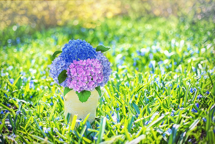 blue and purple hydrangea flowers in white vase on green grasses HD wallpaper