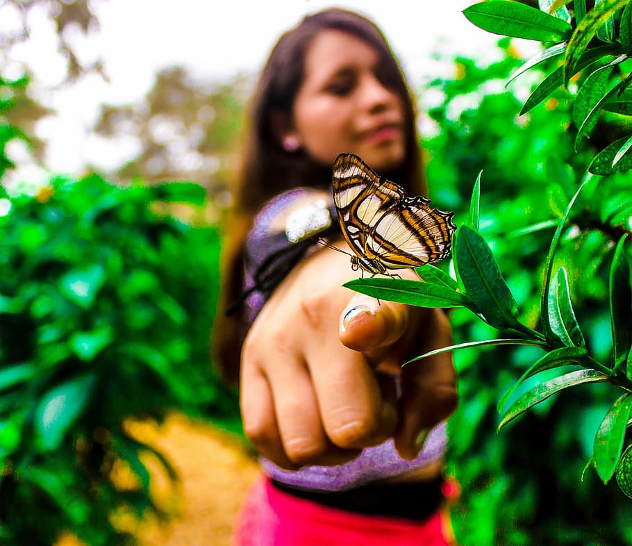 butterfly, wing, one person, one animal, animal wildlife, holding HD wallpaper