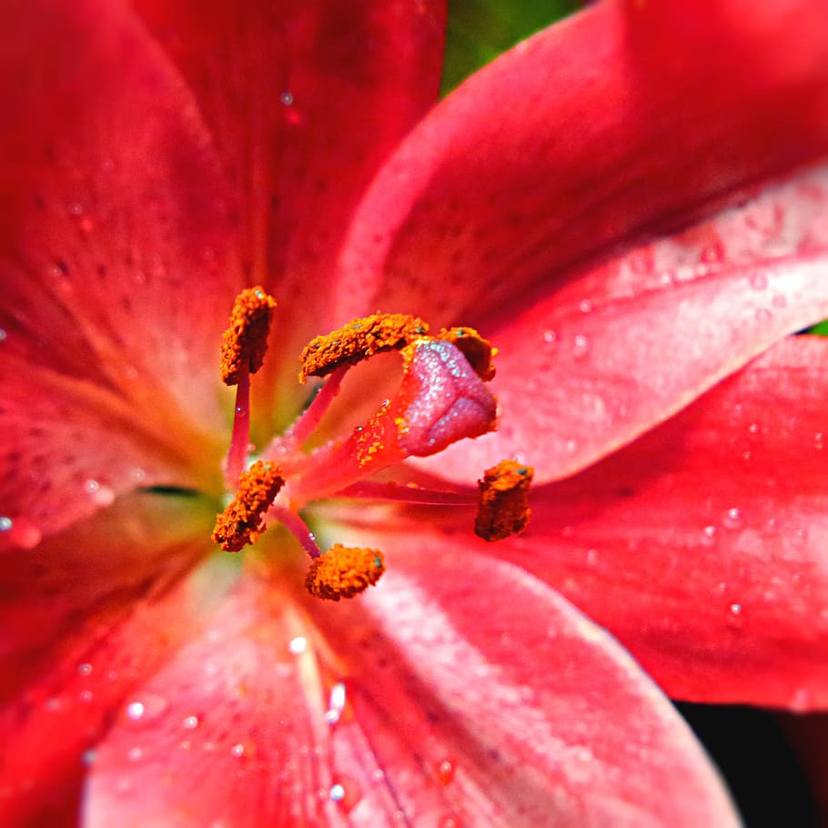 Lily, Pink, Flower, petal, springtime, beauty in nature, blossom HD wallpaper