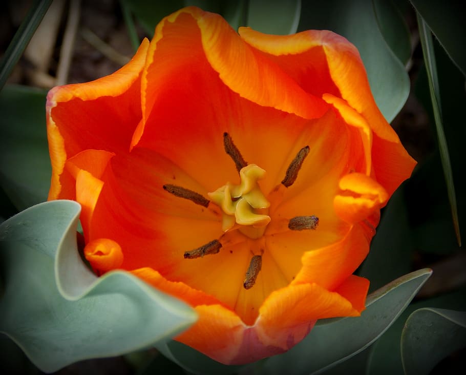 Tulips, Spring Flowers, Orange, garden, garden flowers, blossomed HD wallpaper