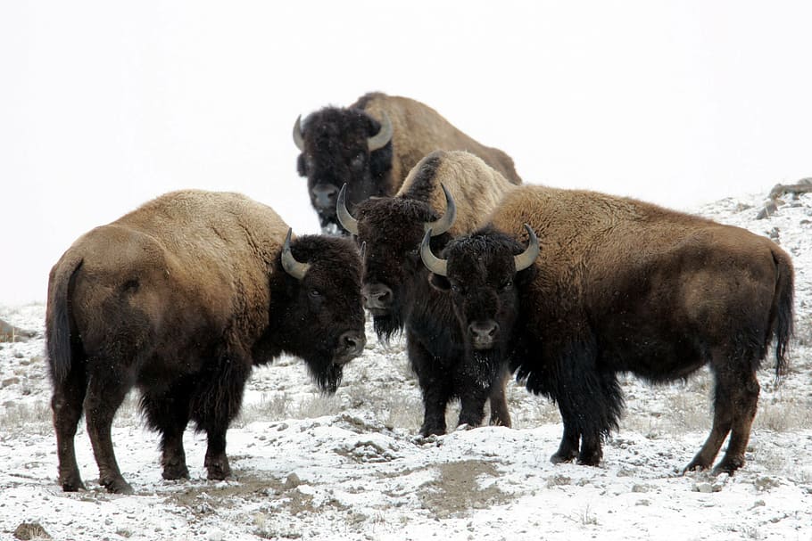 four black-and-brown American Bisons on snow, buffalo, winter, HD wallpaper
