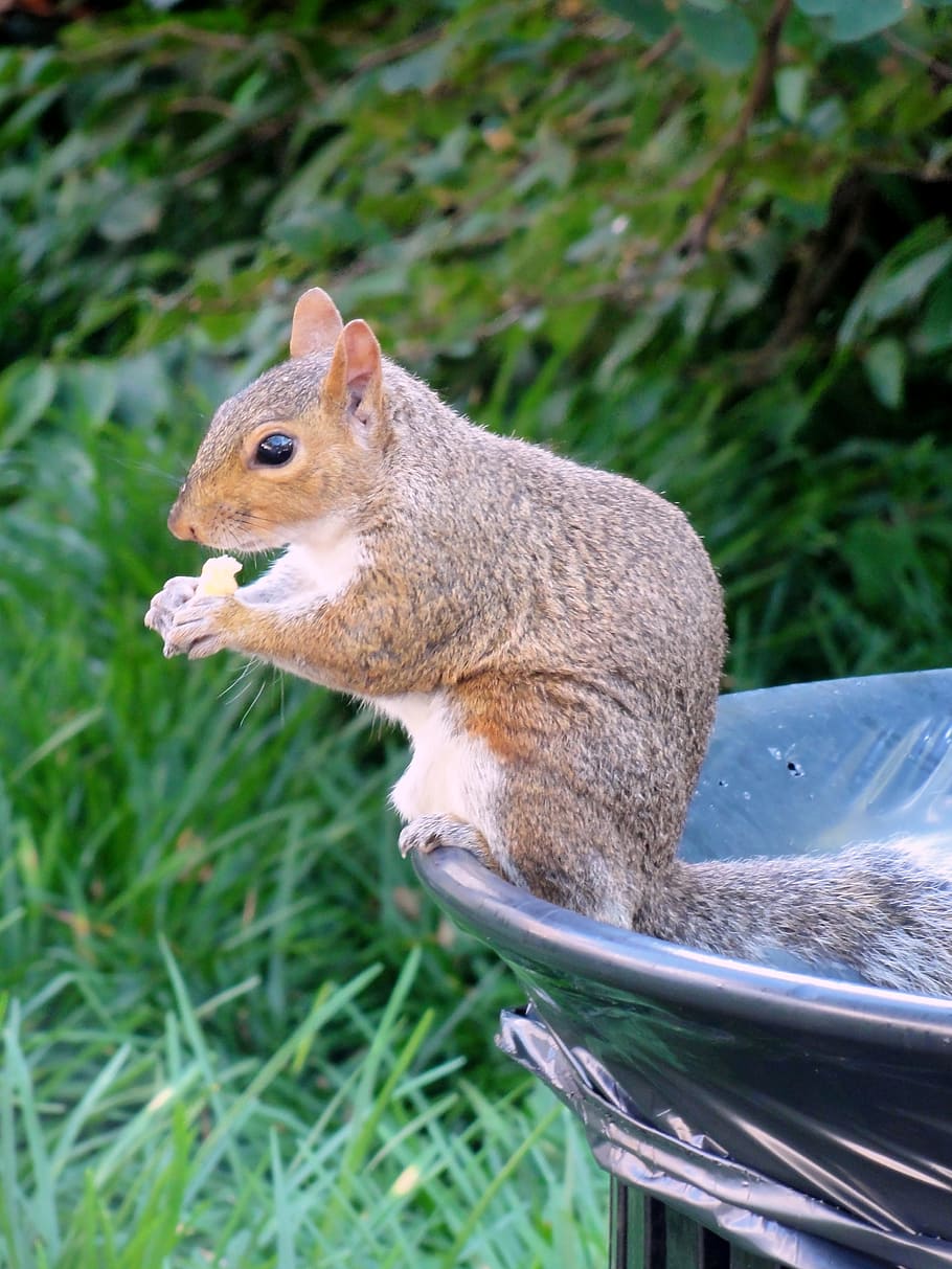 Squirrel, Wildlife, Nature, one animal, eating, animal themes HD wallpaper