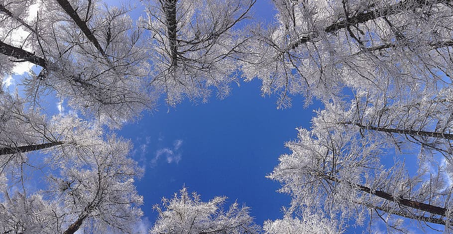 worm-view of white leafed trees, crown, winter, sky, horizon HD wallpaper