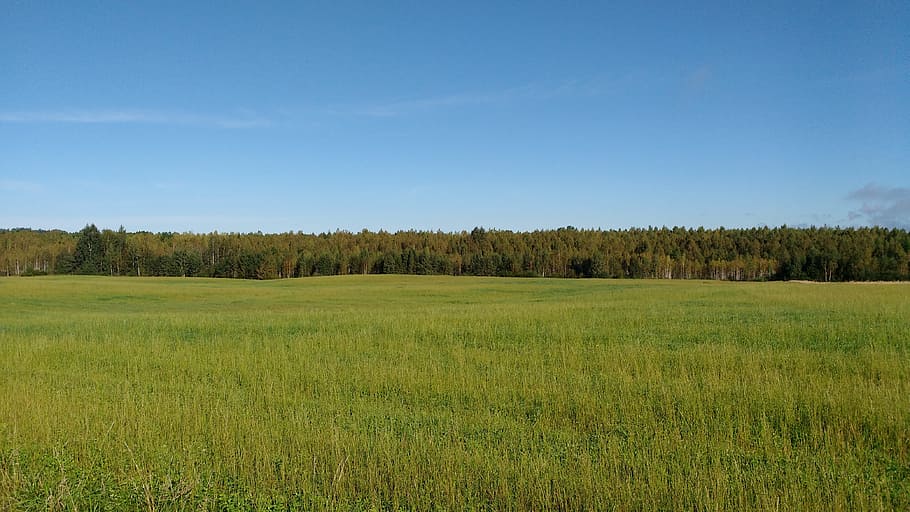 green grass field, Grass, Trees, Nature, Landscape, sky, blue HD wallpaper