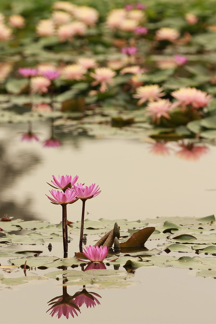 pink lily flowers on water during daytime, lotus, reflection HD wallpaper
