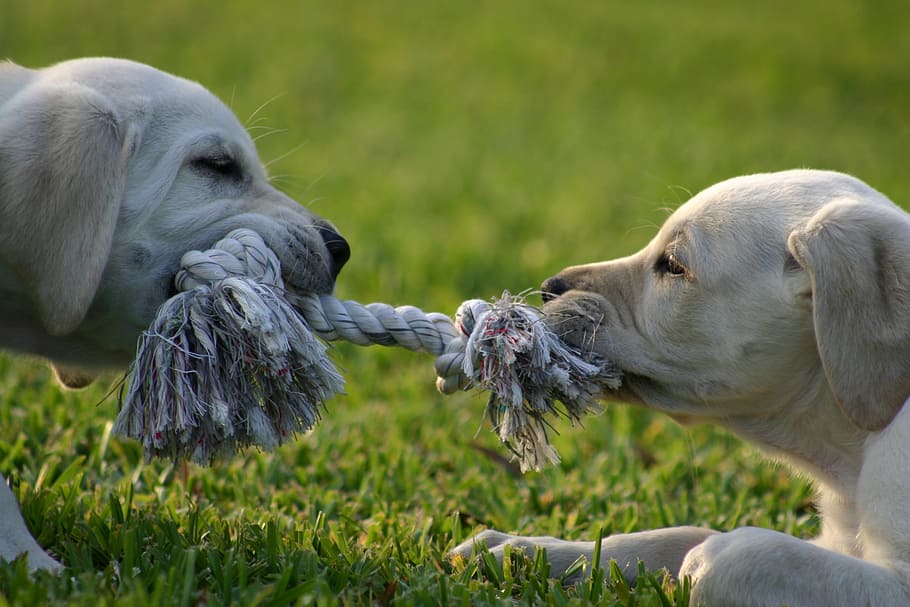 two puppies pulling rope on green grass field, Puppy, Tug-O-War
