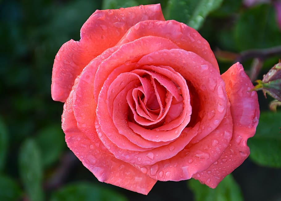 rose, flower, pink, macro, nature, plant, ply rose, close, beautiful HD wallpaper