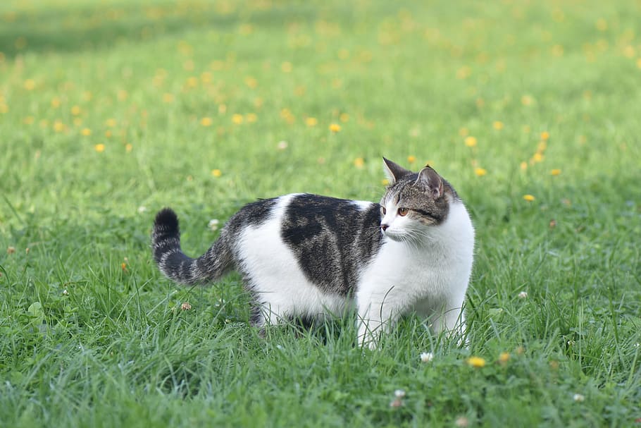 cat, animals, pet, dacha, summer, nature, domestic, pets, domestic cat HD wallpaper