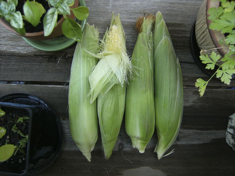 corn, vegetable, garden, autumn, harvest, fall, food, organic HD wallpaper