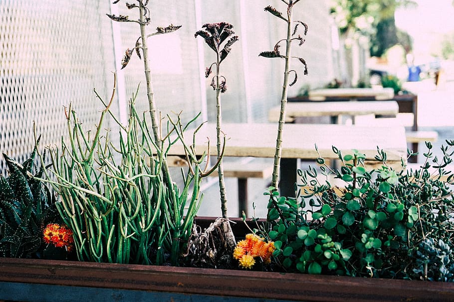 flowerpot, plants, tables, growth, nature, flowering plant HD wallpaper