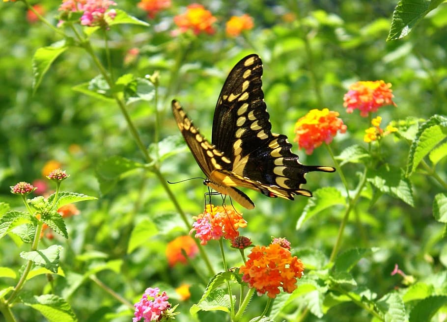 selective focus of black and yellow Eastern tiger swallowtail butterfly on lantana flower HD wallpaper