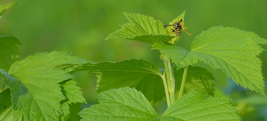 Wasp, Insect, Close, summer, green, nature, garden, animal HD wallpaper